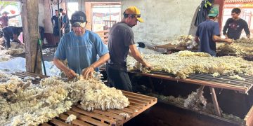 Subió la lana, pero los precios continúan deprimidos