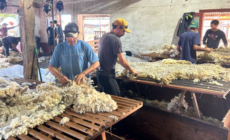 Subió la lana, pero los precios continúan deprimidos