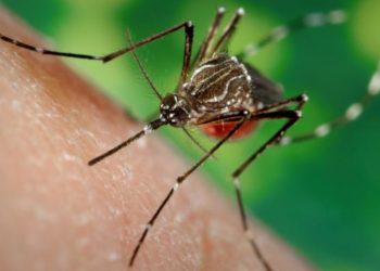 Uruguay aplicará la técnica del “insecto estéril en el mosquito Aedes Aegypti”