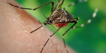 Uruguay aplicará la técnica del “insecto estéril en el mosquito Aedes Aegypti”