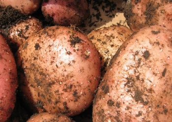 El área sembrada con papas cayó 33% respecto a la zafra de primavera del año anterior