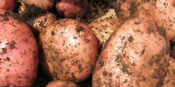 El área sembrada con papas cayó 33% respecto a la zafra de primavera del año anterior