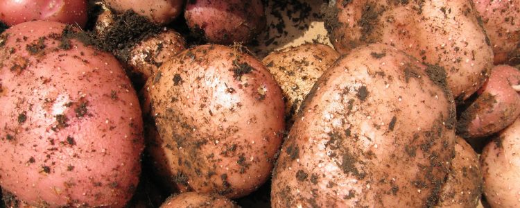 El área sembrada con papas cayó 33% respecto a la zafra de primavera del año anterior