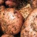 El área sembrada con papas cayó 33% respecto a la zafra de primavera del año anterior