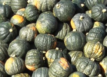 Contrabando de zapallos afecta el mercado local y deprime precios