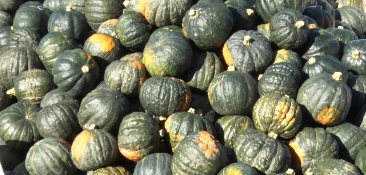 Contrabando de zapallos afecta el mercado local y deprime precios