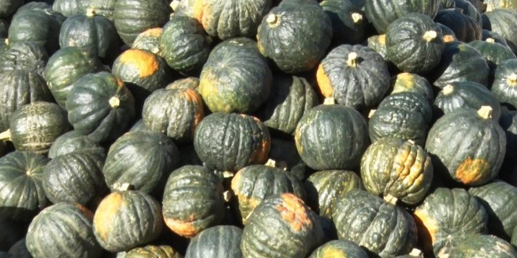 Contrabando de zapallos afecta el mercado local y deprime precios