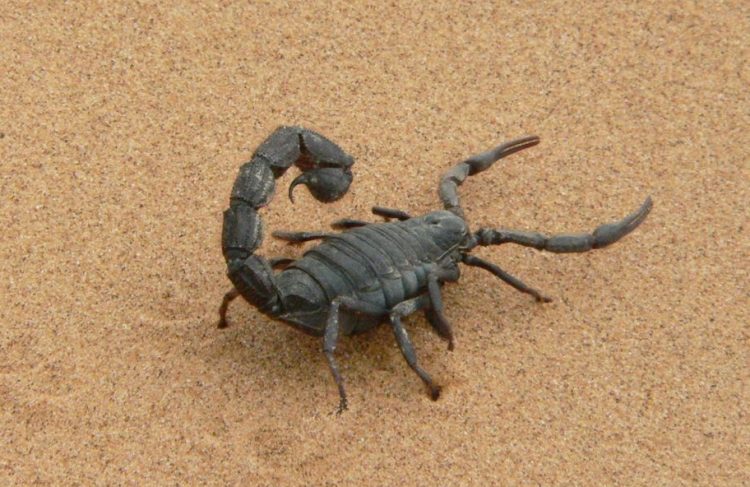 Usura y narcotráfico: las dos muelas del alacrán que acecha al trabajo