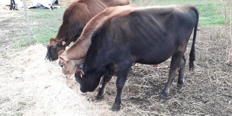 Los tamberos están con números en rojo por el aumento de compra de alimentos a precios exorbitantes