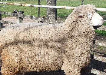 Cabaña La Lucha exportó genética ovina al Perú