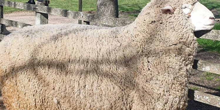 Cabaña La Lucha exportó genética ovina al Perú