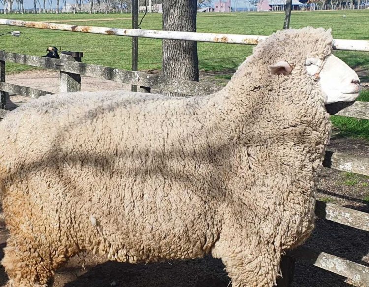 Cabaña La Lucha exportó genética ovina al Perú