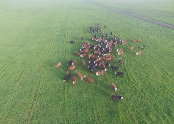 Pastoreo Racional: Reinventando la Rueda