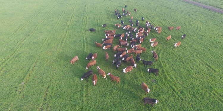 Pastoreo Racional: Reinventando la Rueda
