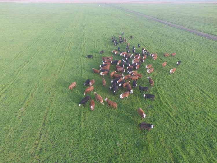 Pastoreo Racional: Reinventando la Rueda