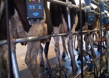 Fonterra tuvo bajas en casi todos los productos, el promedio retrocedió 1%