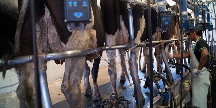 Fonterra tuvo bajas en casi todos los productos, el promedio retrocedió 1%