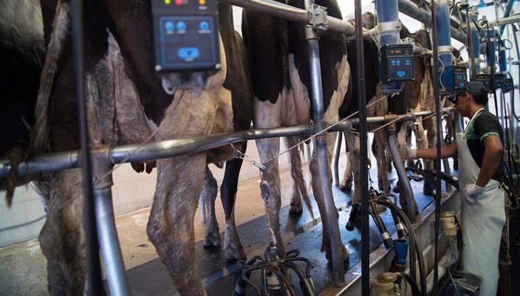 Fonterra tuvo bajas en casi todos los productos, el promedio retrocedió 1%
