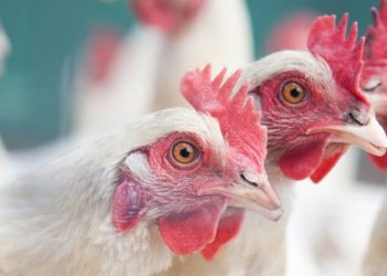 Faena de aves en junio fue de 2.694.158 ejemplares