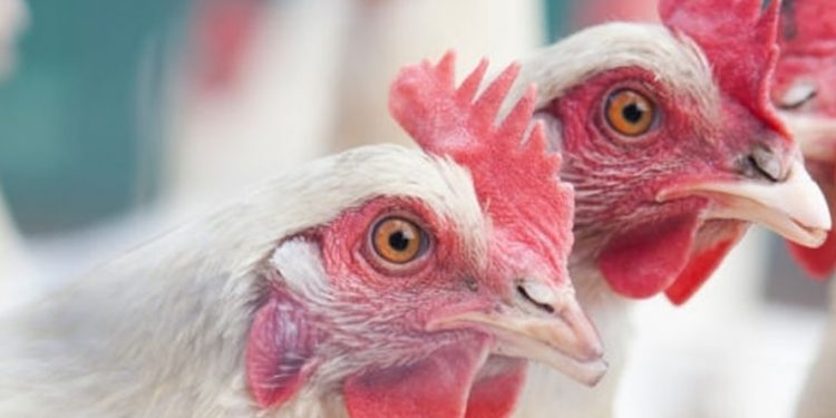 Faena de aves en junio fue de 2.694.158 ejemplares