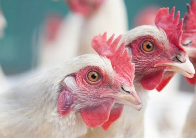 Faena de aves en junio fue de 2.694.158 ejemplares