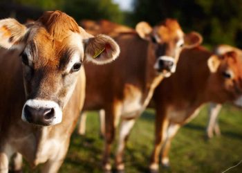 En el primer semestre las exportaciones lácteas fueron de US$ 445,1 millones