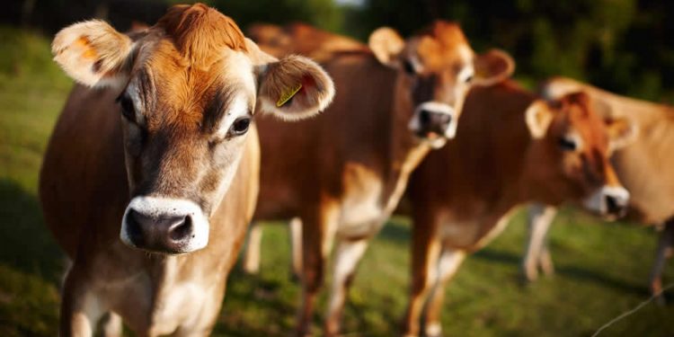 En el primer semestre las exportaciones lácteas fueron de US$ 445,1 millones