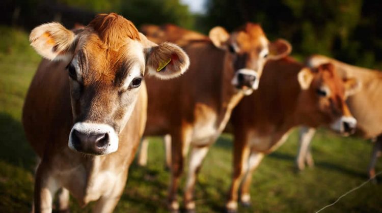 En el primer semestre las exportaciones lácteas fueron de US$ 445,1 millones