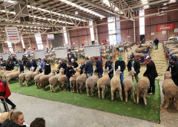En Uruguay el ovino “está en un cruce de caminos”