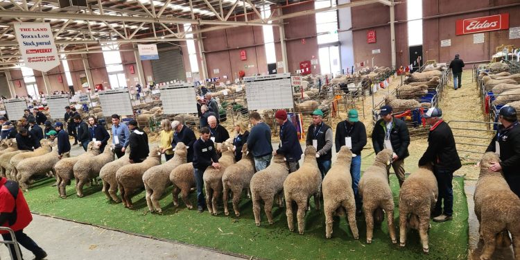 En Uruguay el ovino “está en un cruce de caminos”