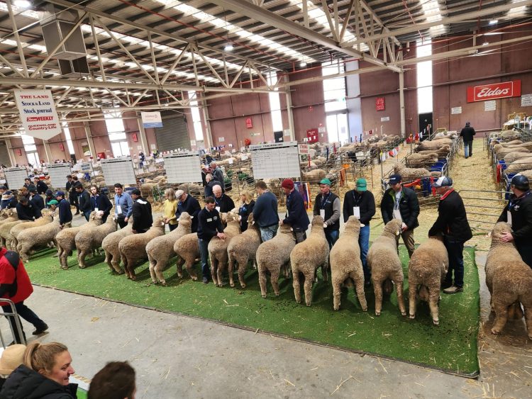 En Uruguay el ovino “está en un cruce de caminos”