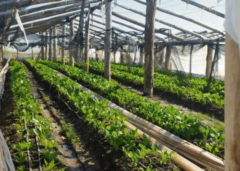 El contrabando desde Brasil impacta duramente sobre la producción hortícola de Cerro Largo