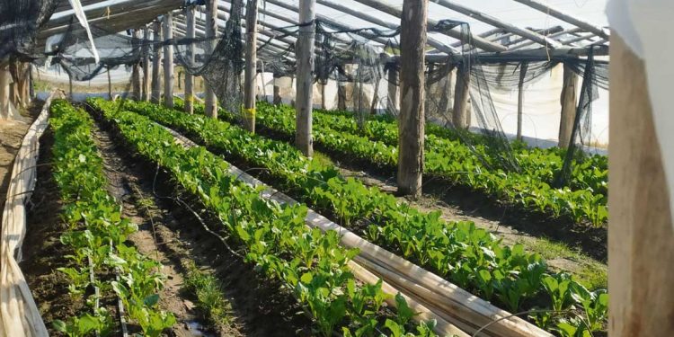 El contrabando desde Brasil impacta duramente sobre la producción hortícola de Cerro Largo