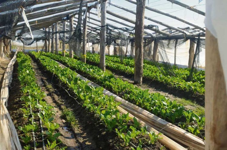 El contrabando desde Brasil impacta duramente sobre la producción hortícola de Cerro Largo