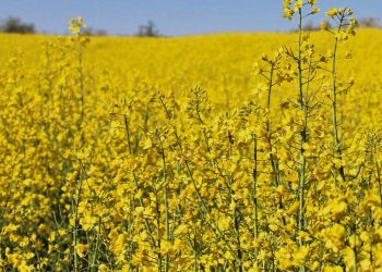 La colza con la cuenta muy ajustada: “Costo está en entorno de los US$ 850 por hectárea mientras que el valor bajó a US$ 450”