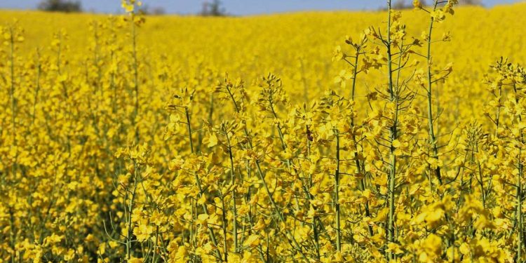 La colza con la cuenta muy ajustada: “Costo está en entorno de los US$ 850 por hectárea mientras que el valor bajó a US$ 450”