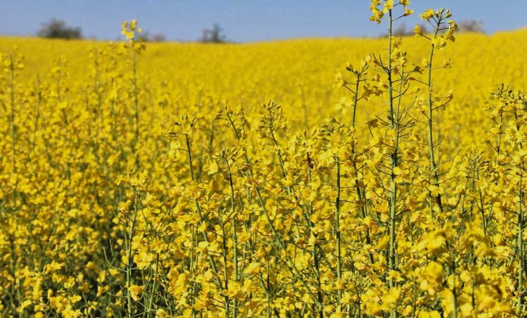 La colza con la cuenta muy ajustada: “Costo está en entorno de los US$ 850 por hectárea mientras que el valor bajó a US$ 450”