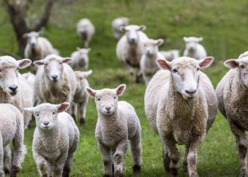 Federación Rural: “Lo hecho hasta ahora desconoce completamente la realidad y es una perla más de las políticas desde la silla y no desde el brete”￼