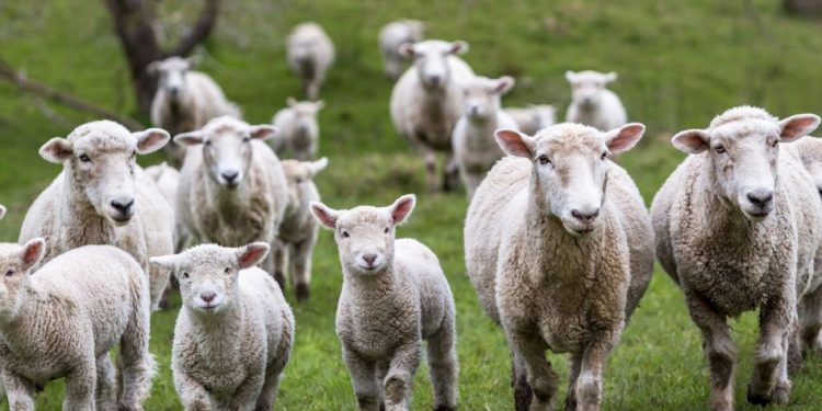 Federación Rural: “Lo hecho hasta ahora desconoce completamente la realidad y es una perla más de las políticas desde la silla y no desde el brete”￼
