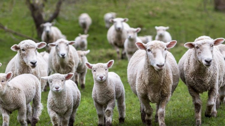Federación Rural: “Lo hecho hasta ahora desconoce completamente la realidad y es una perla más de las políticas desde la silla y no desde el brete”￼