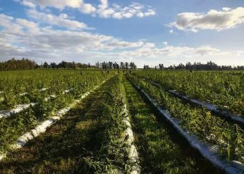 Políticas erráticas y contradictorias