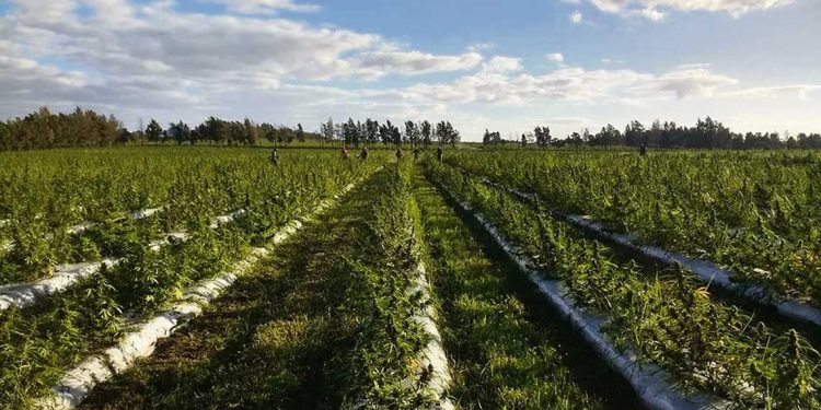 Políticas erráticas y contradictorias