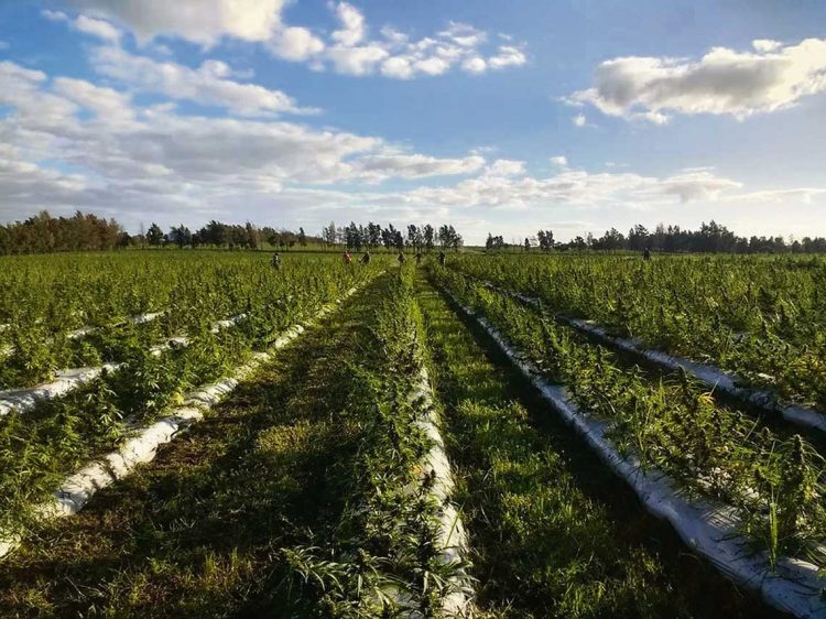 Políticas erráticas y contradictorias