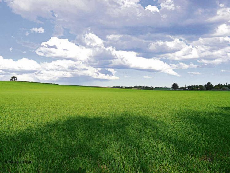 Proyecto para que colonos puedan comprar predios con crédito hipotecario