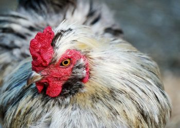 Fue suspendida la emergencia sanitaria por influenza aviar