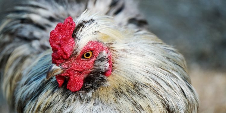 Fue suspendida la emergencia sanitaria por influenza aviar