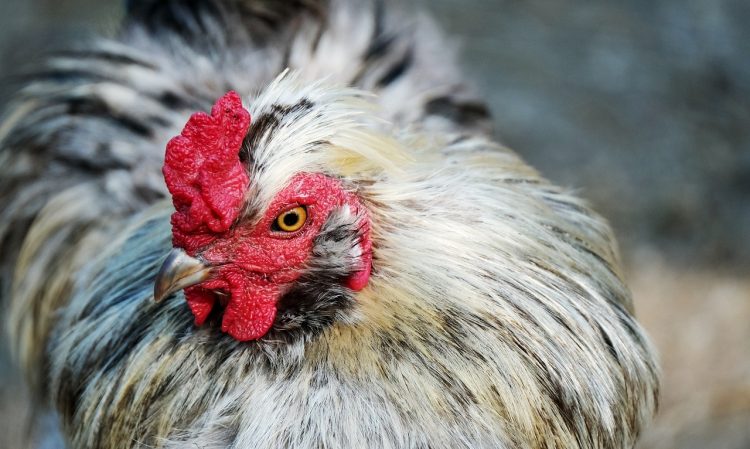 Fue suspendida la emergencia sanitaria por influenza aviar