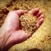 Sindicato: el arroz está pasando por una “grave situación”