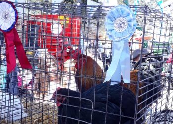 Sergio Hernández: primer premio en la categoría, aves de corral en la Expo Prado 2022