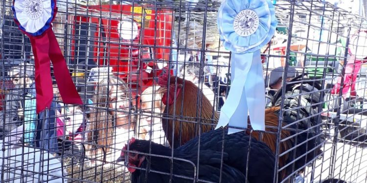 Sergio Hernández: primer premio en la categoría, aves de corral en la Expo Prado 2022